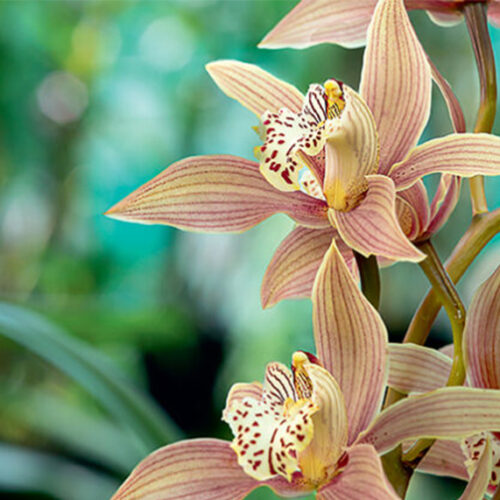 Orchid obsession