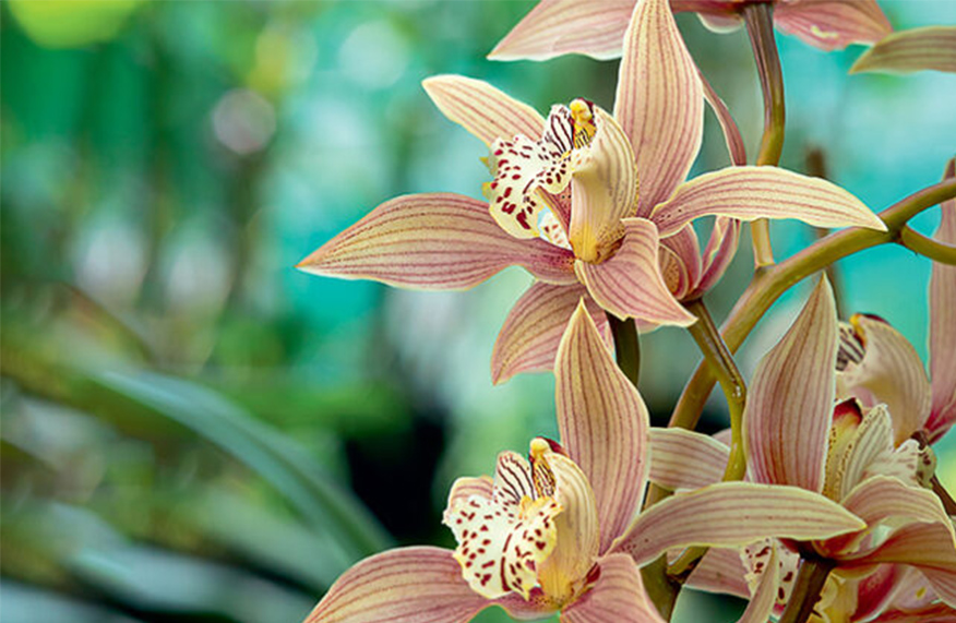 Orchid obsession