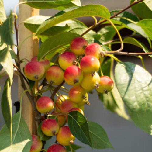 Do fruit trees need to be staked? Fruit tree staked