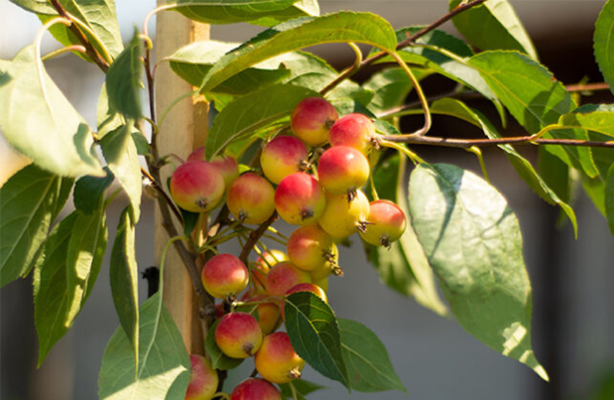 Fruit tree staked