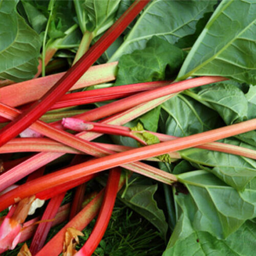 10 tips for tasty rhubarb Grow rhubarb