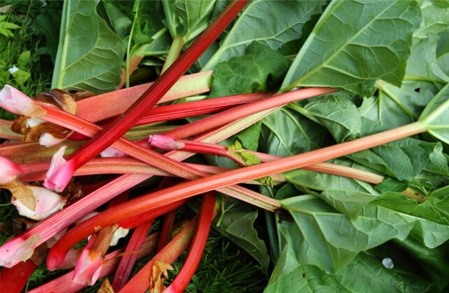 Grow rhubarb