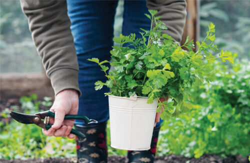Grow winter herbs