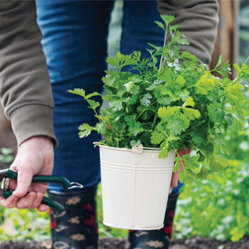 Grow winter herbs Grow winter herbs