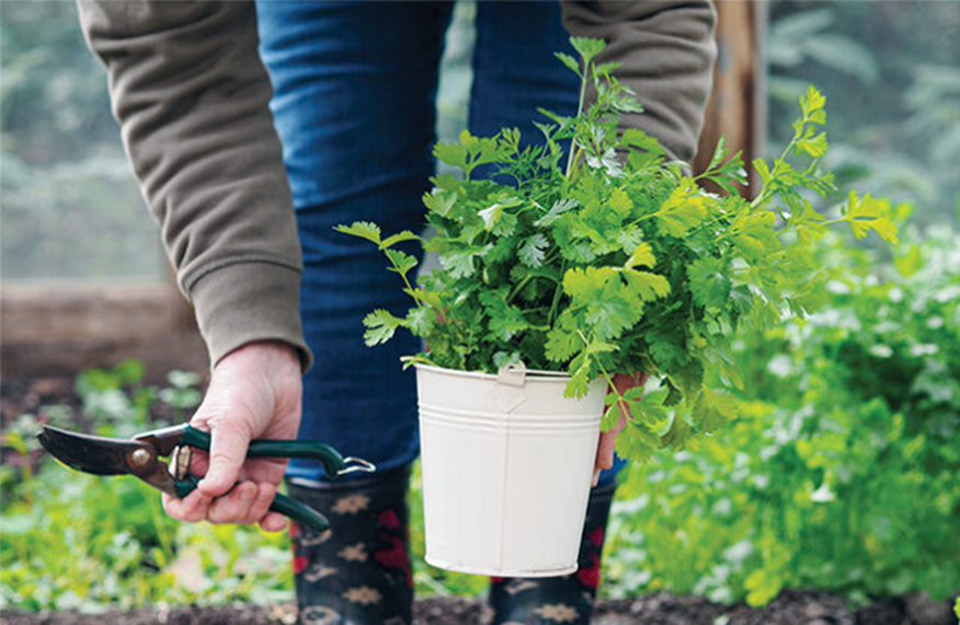 Grow winter herbs