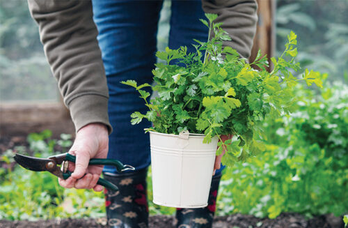 Grow winter herbs Gardening Australia magazine