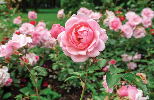 How to prune roses. Pink rose (Hybrid Tea).