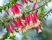 Australian heaths (Epacris spp.) Winter-flowering plants.