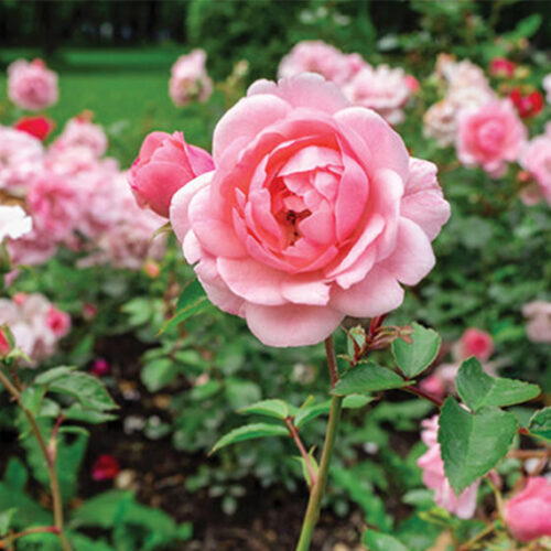 How to prune roses in winter Prune roses