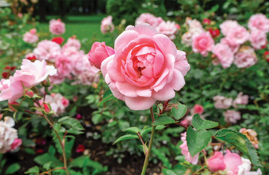 Prune roses