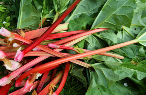 Grow rhubarb, July issue ABC Gardening Australia magazine