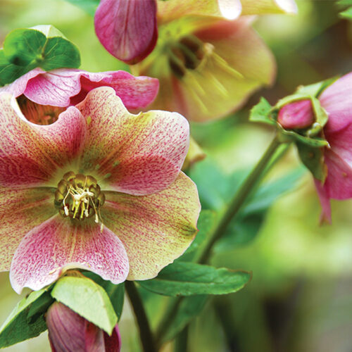 Winter-flowering beauties Winter rose (Helleborus spp. and hybrids)