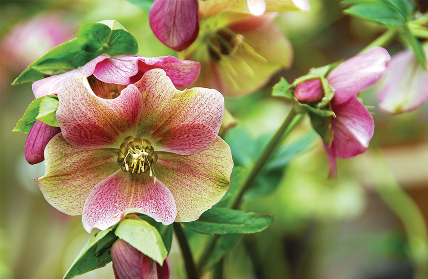 Winter rose (Helleborus spp. and hybrids)