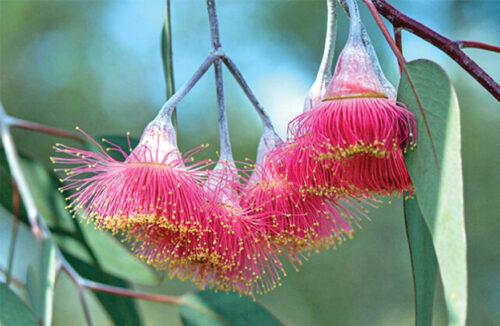 Winter-flowering plants