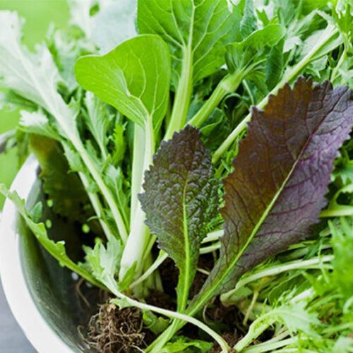Growing Asian greens Asian greens