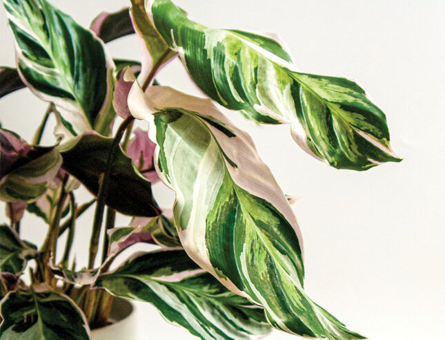 Calathea lietzei 'White Fusion'
