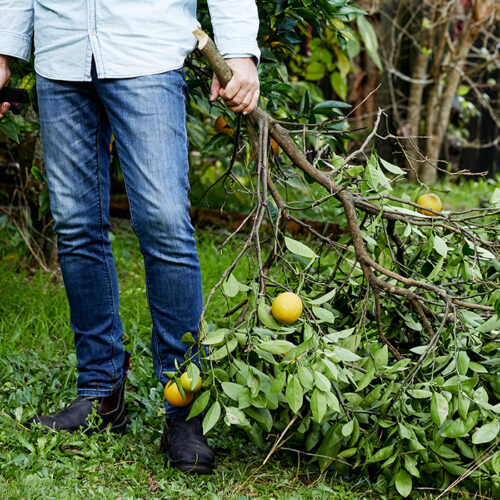 What’s the best way to prune citrus? Pruning citrus August issue Gardening Australia magazine