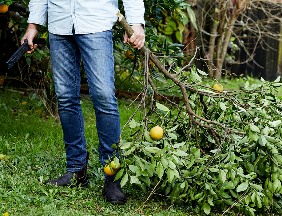 Pruning citrus August issue Gardening Australia magazine