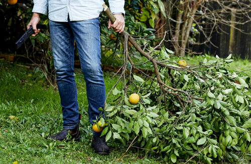 Pruning citrus August issue Gardening Australia magazine