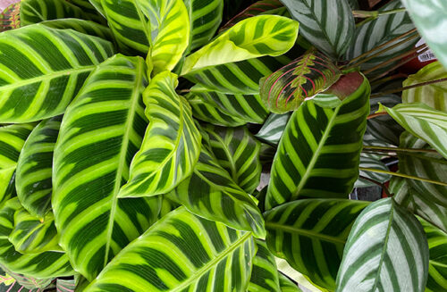 Calatheas Gardening Australia magazine August issue