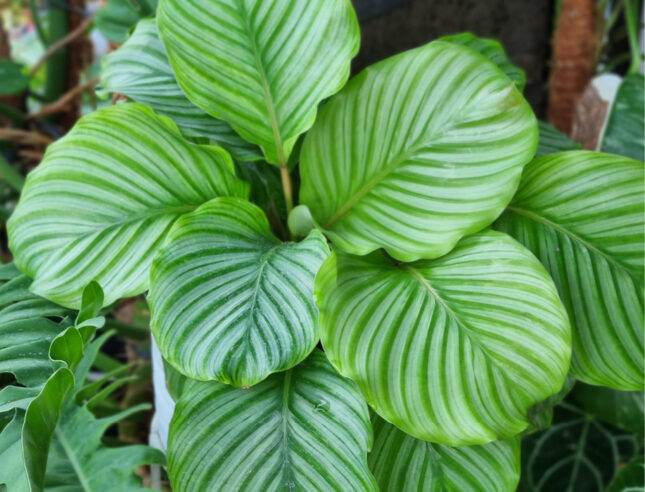 Calathea orbifolia