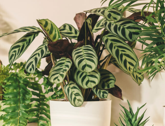Calathea makoyana