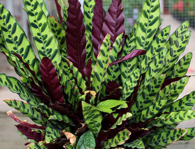 Calathea lancifolia