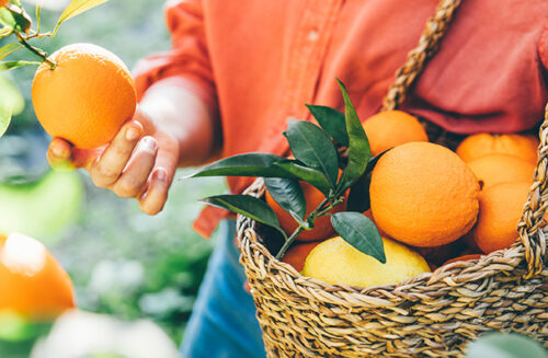 Citrus Gardening Australia magazine August issue