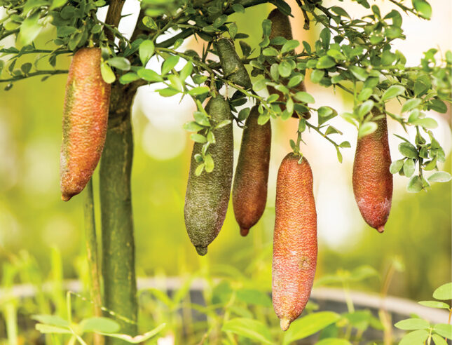Finger limes Gardening Australia magazine August issue