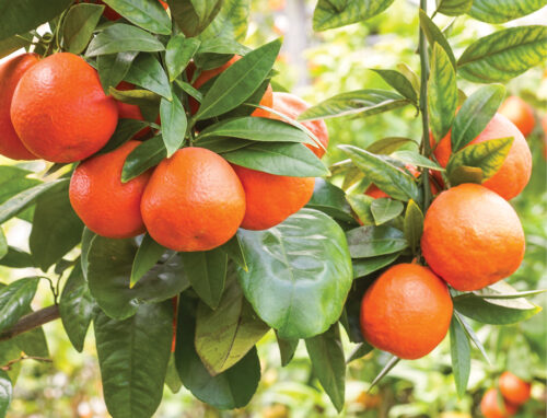 Tangelos Gardening Australia magazine August issue