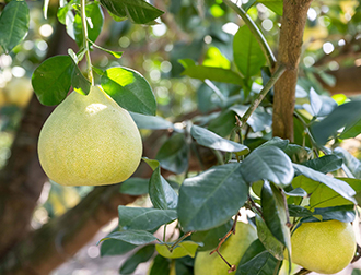 Pomelo Gardening Australia magazine