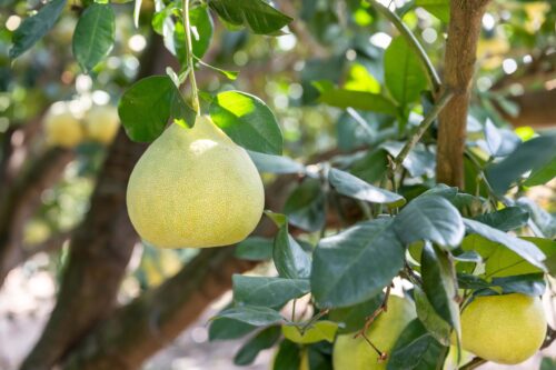 Pomelo Gardening Australia magazine August issue