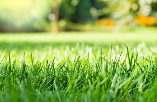 Lawn