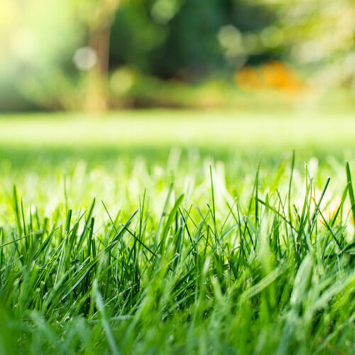 Lawn