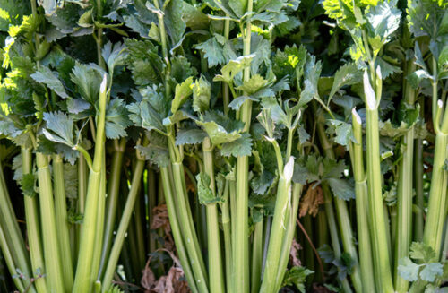 Celery ABC Gardening Australia magazine