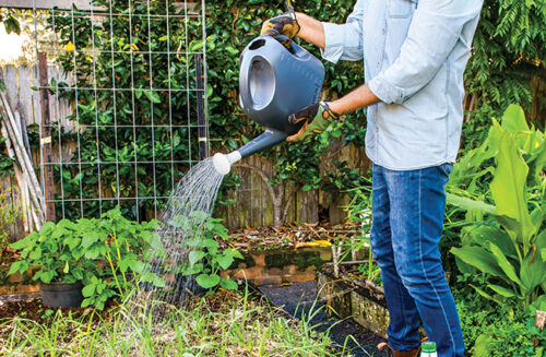 Seaweed extract September ABC Gardening Australia magazine