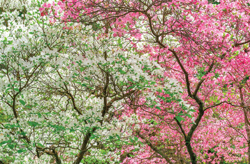 Spring-flowering small trees September ABC Gardening Australia magazine
