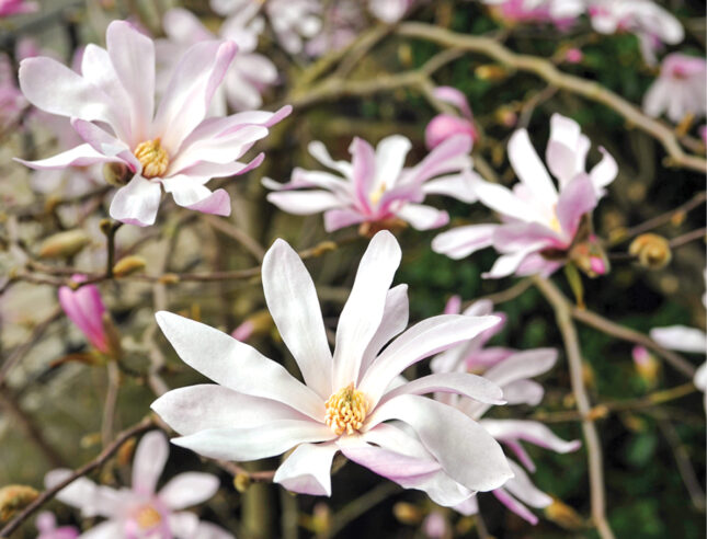 Magnolia September ABC Gardening Australia magazine