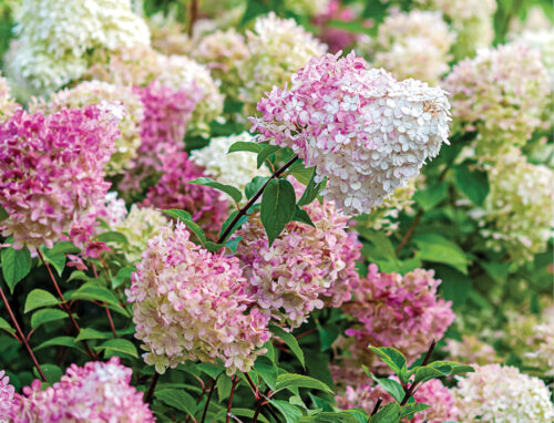Tree hydrangea September ABC Gardening Australia magazine