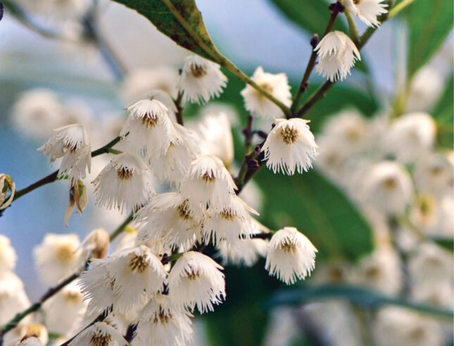 Blue berry ash ABC Gardening Australia magazine