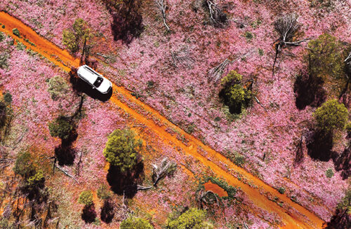 Wildflowers ABC Gardening Australia magazine