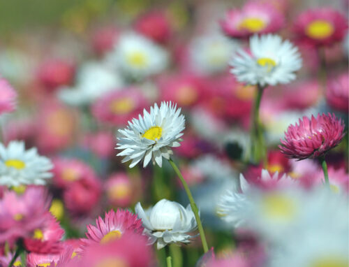 Everlastings September ABC Gardening Australia magazine