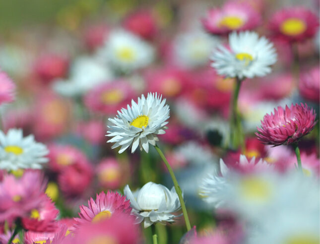 Everlastings September ABC Gardening Australia magazine