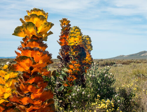 Royal hakea September ABC Gardening Australia magazine