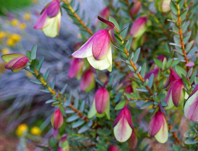 Qualup bell September ABC Gardening Australia magazine