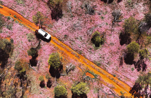 Wildflowers in Western Australia