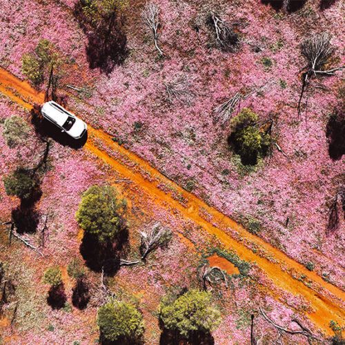 Wildflowers in Western Australia