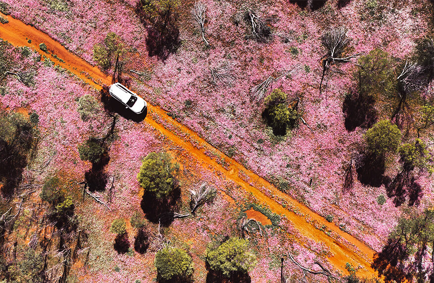Wildflowers in Western Australia