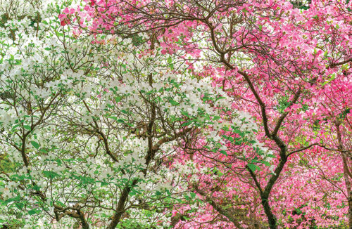 Small spring-flowering trees