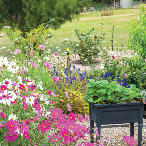 A peaceful nook A peaceful nook Tasmanian garden